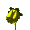 Small Yellow Flower